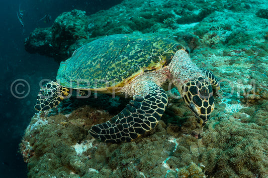 hawksbill sea turtle