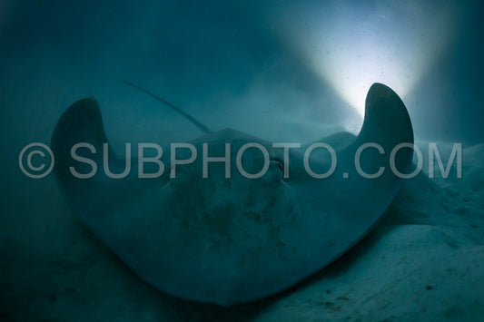 Pink whipray at night