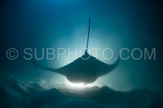 Manta ray at night in the Maldives