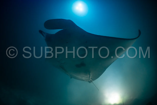 Manta ray at night in the Maldives