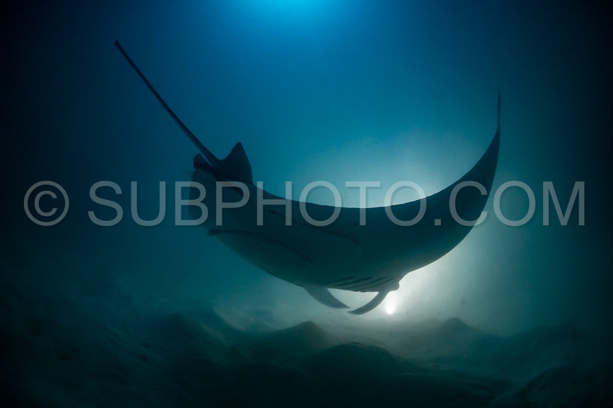 Manta ray at night in the Maldives