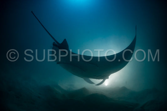 Manta ray at night in the Maldives