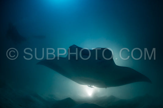 Manta ray at night in the Maldives