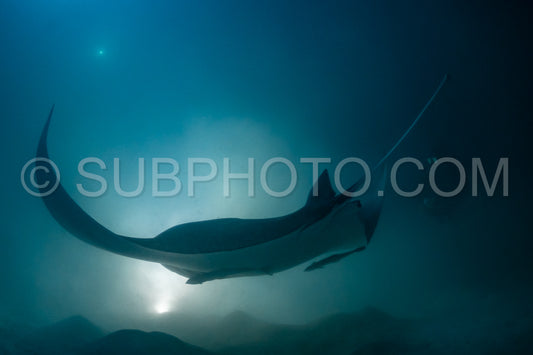 Manta ray at night in the Maldives