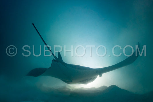 Manta ray at night in the Maldives