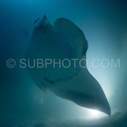 Manta ray at night in the Maldives