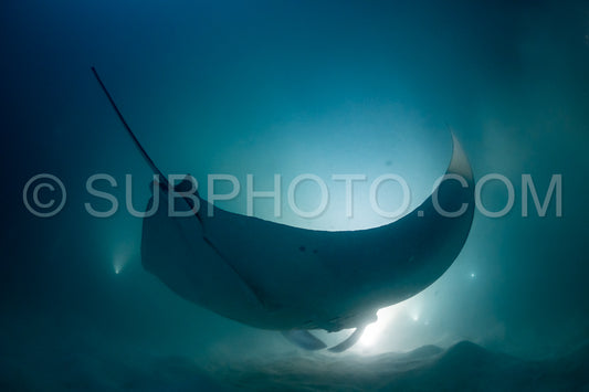 Manta ray at night in the Maldives