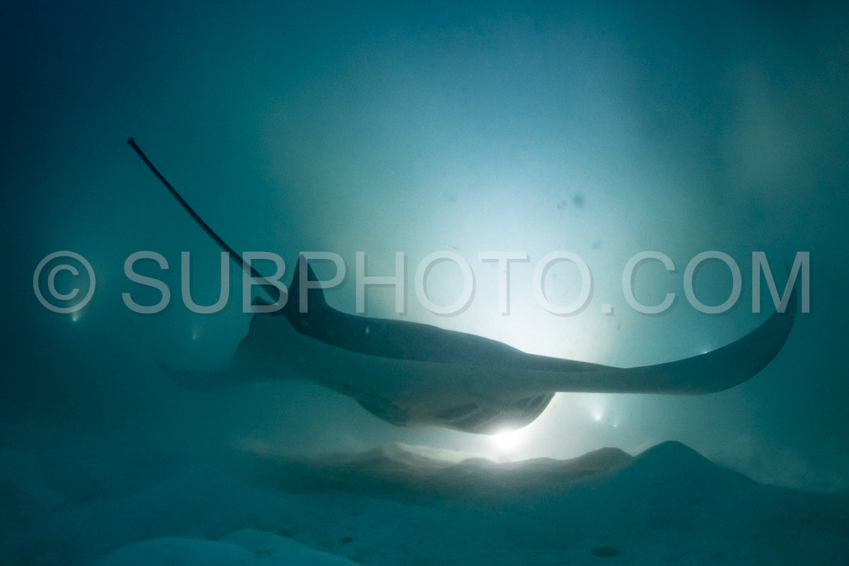 Manta ray at night in the Maldives