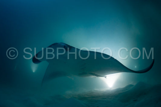 Manta ray at night in the Maldives