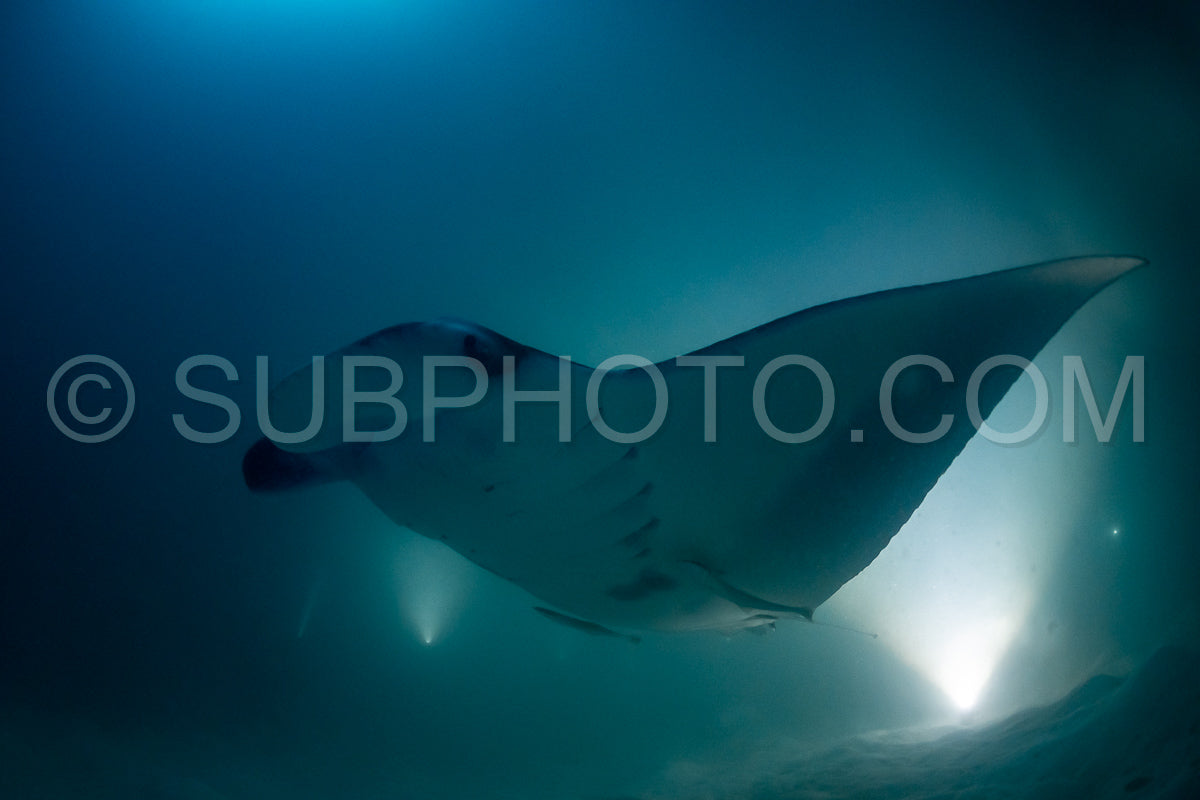 Manta ray at night in the Maldives