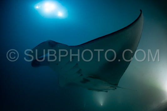 Manta ray at night in the Maldives