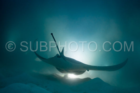 Manta ray at night in the Maldives