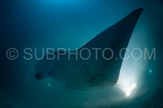 Manta ray at night in the Maldives