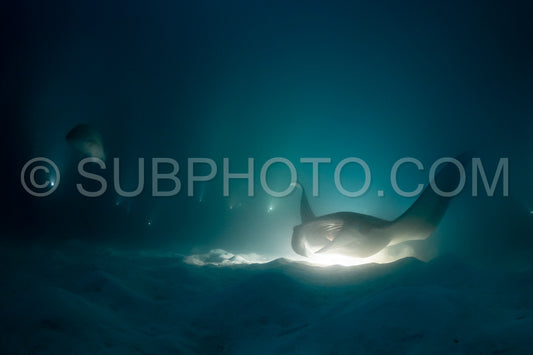 Manta ray at night in the Maldives