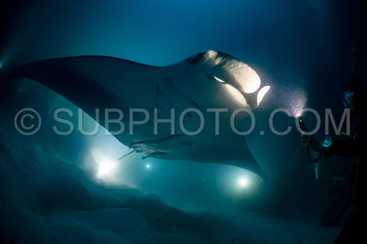 Manta ray at night in the Maldives