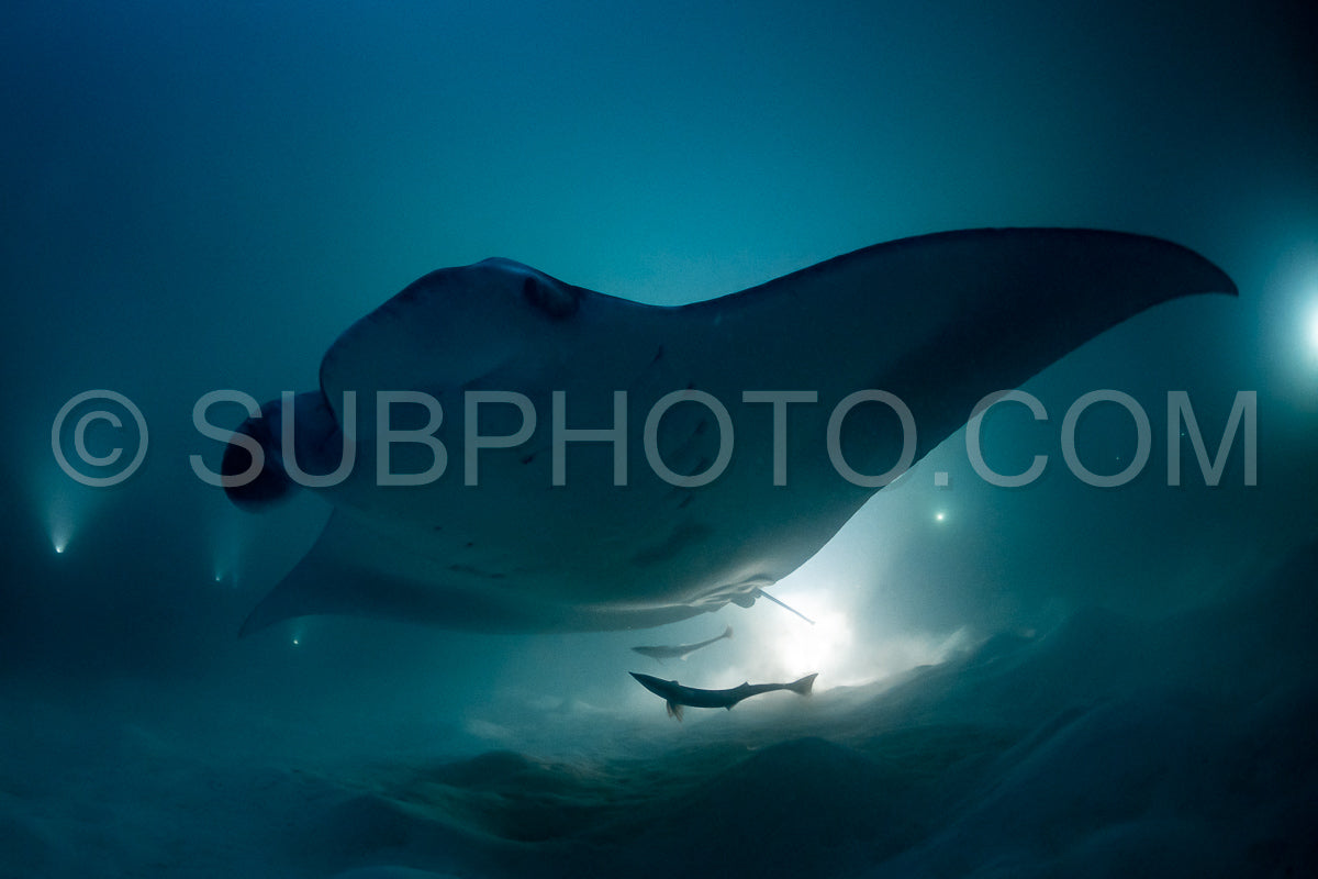 Manta ray at night in the Maldives