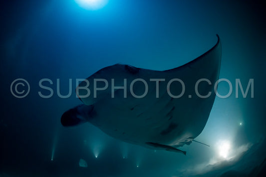 Manta ray at night in the Maldives