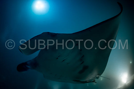 Manta ray at night in the Maldives