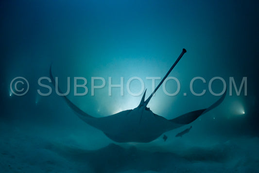 Manta ray at night in the Maldives
