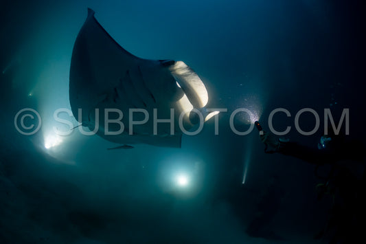 Manta ray at night in the Maldives