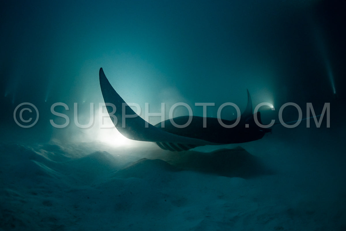 Manta ray at night in the Maldives