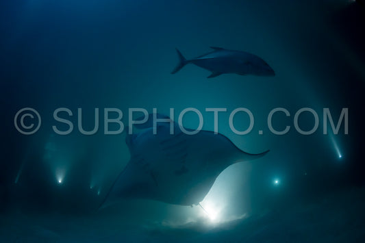 Manta ray at night in the Maldives