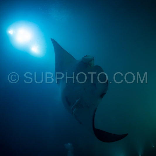 Manta ray at night in the Maldives