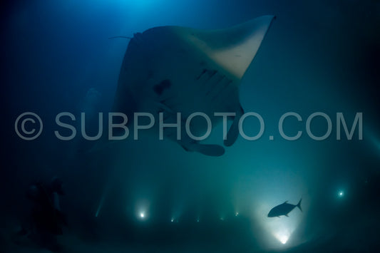 Manta ray at night in the Maldives