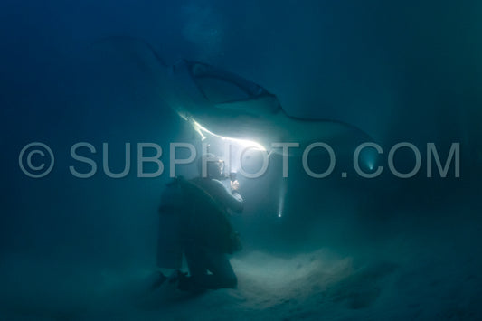 Manta ray at night in the Maldives