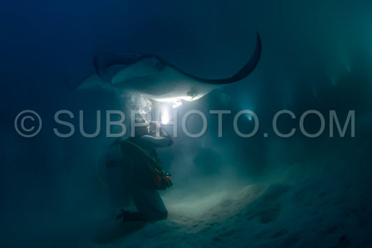 Manta ray at night in the Maldives