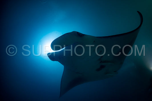 Manta ray at night in the Maldives