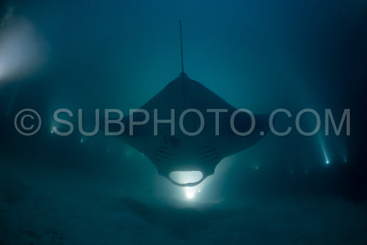 Manta ray at night in the Maldives