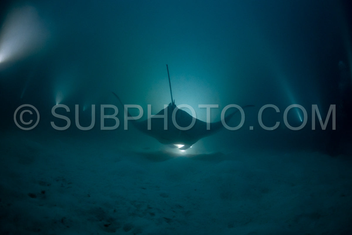 Manta ray at night in the Maldives