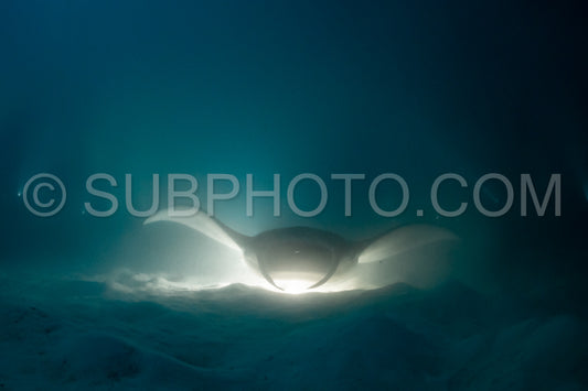 Manta ray at night in the Maldives