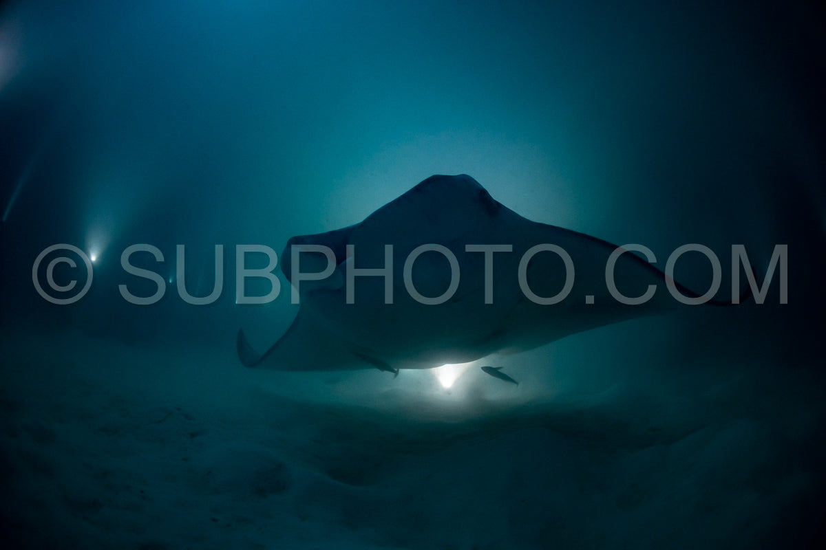 Manta ray at night in the Maldives
