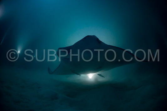 Manta ray at night in the Maldives