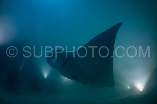 Manta ray at night in the Maldives