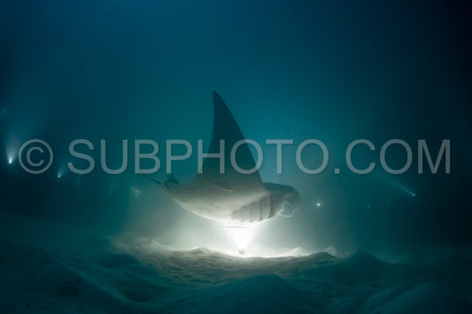 Manta ray at night in the Maldives