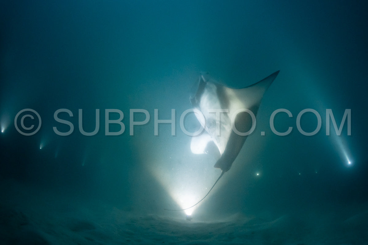 Manta ray at night in the Maldives