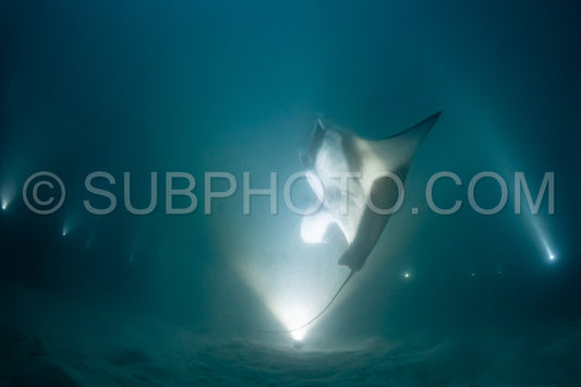 Manta ray at night in the Maldives