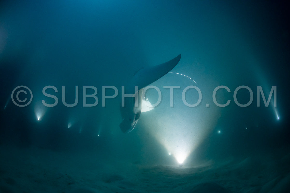 Manta ray at night in the Maldives