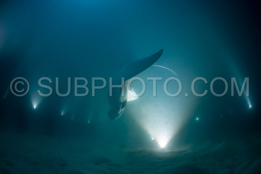 Manta ray at night in the Maldives