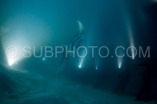 Manta ray at night in the Maldives