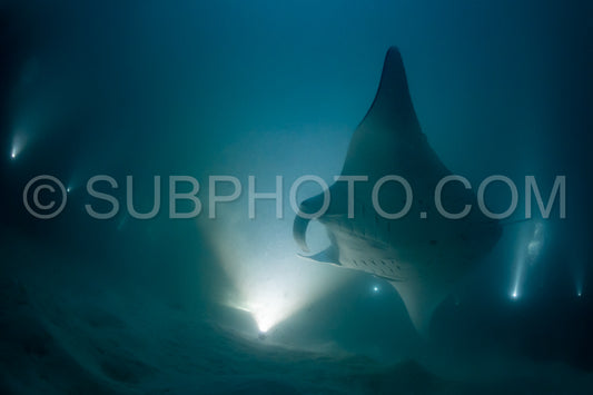 Manta ray at night in the Maldives