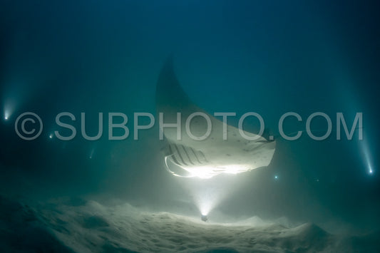 Manta ray at night in the Maldives
