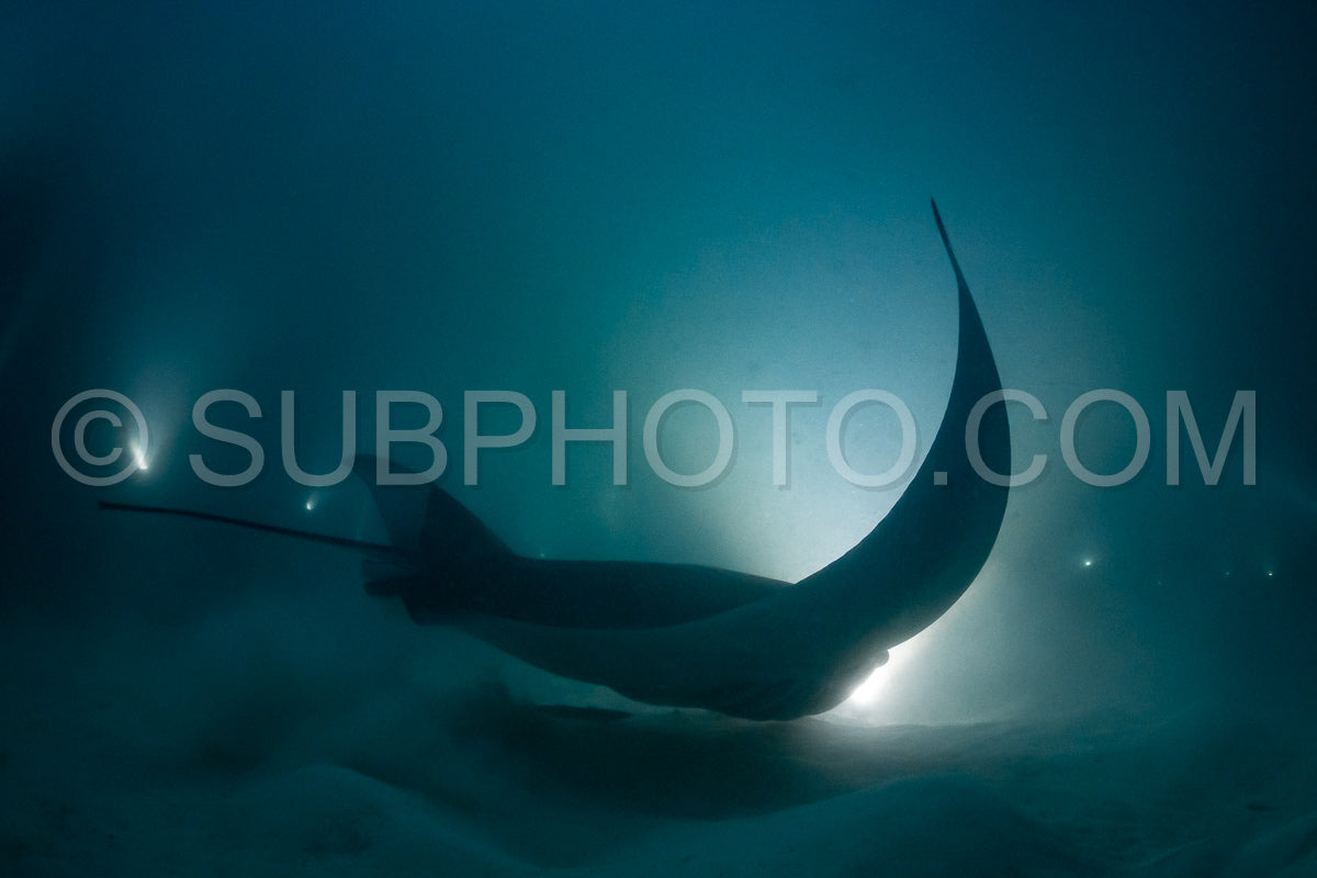 Manta ray at night in the Maldives