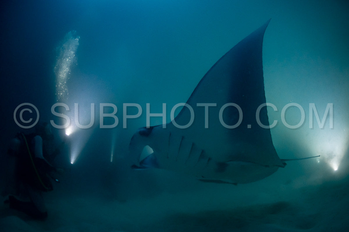 Manta ray at night in the Maldives
