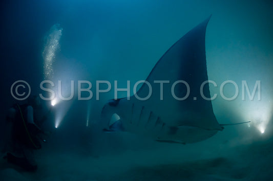 Manta ray at night in the Maldives