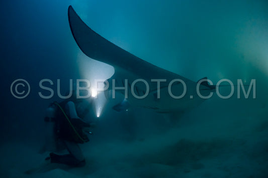 Manta ray at night in the Maldives