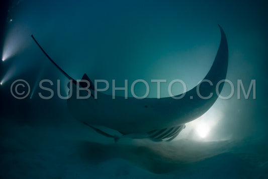 Manta ray at night in the Maldives